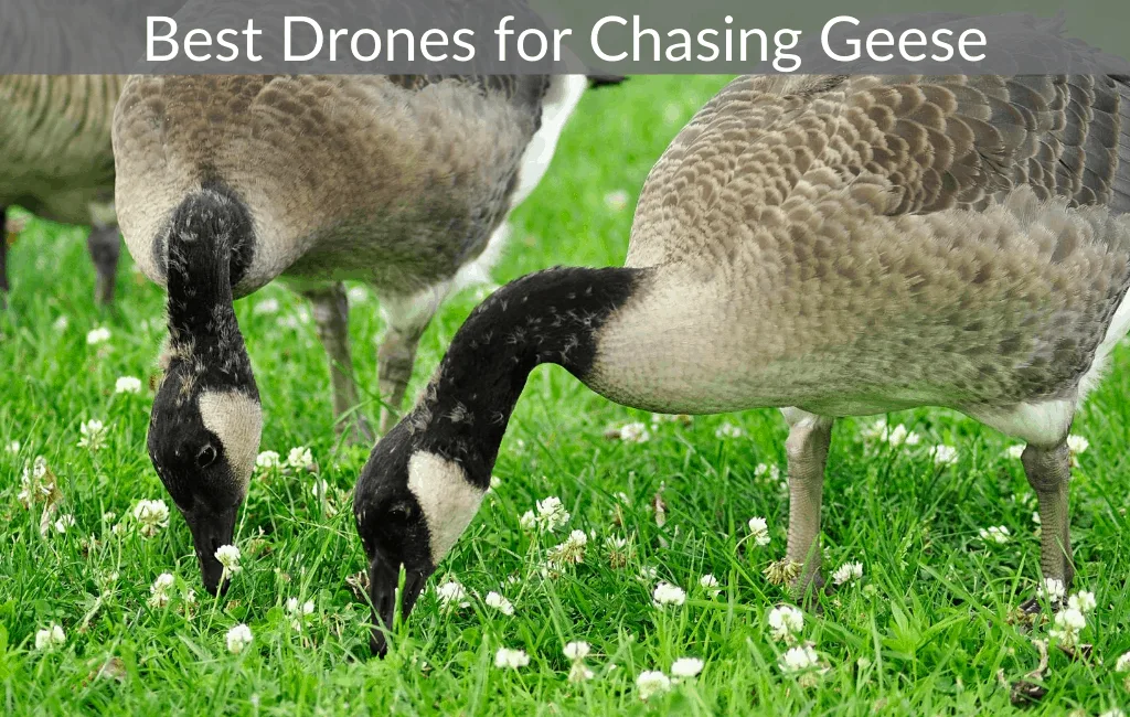Best Drones for Chasing Geese