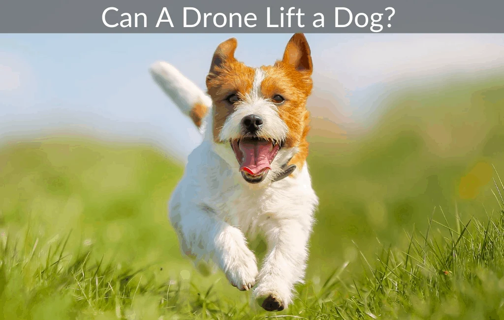 Can A Drone Lift a Dog?